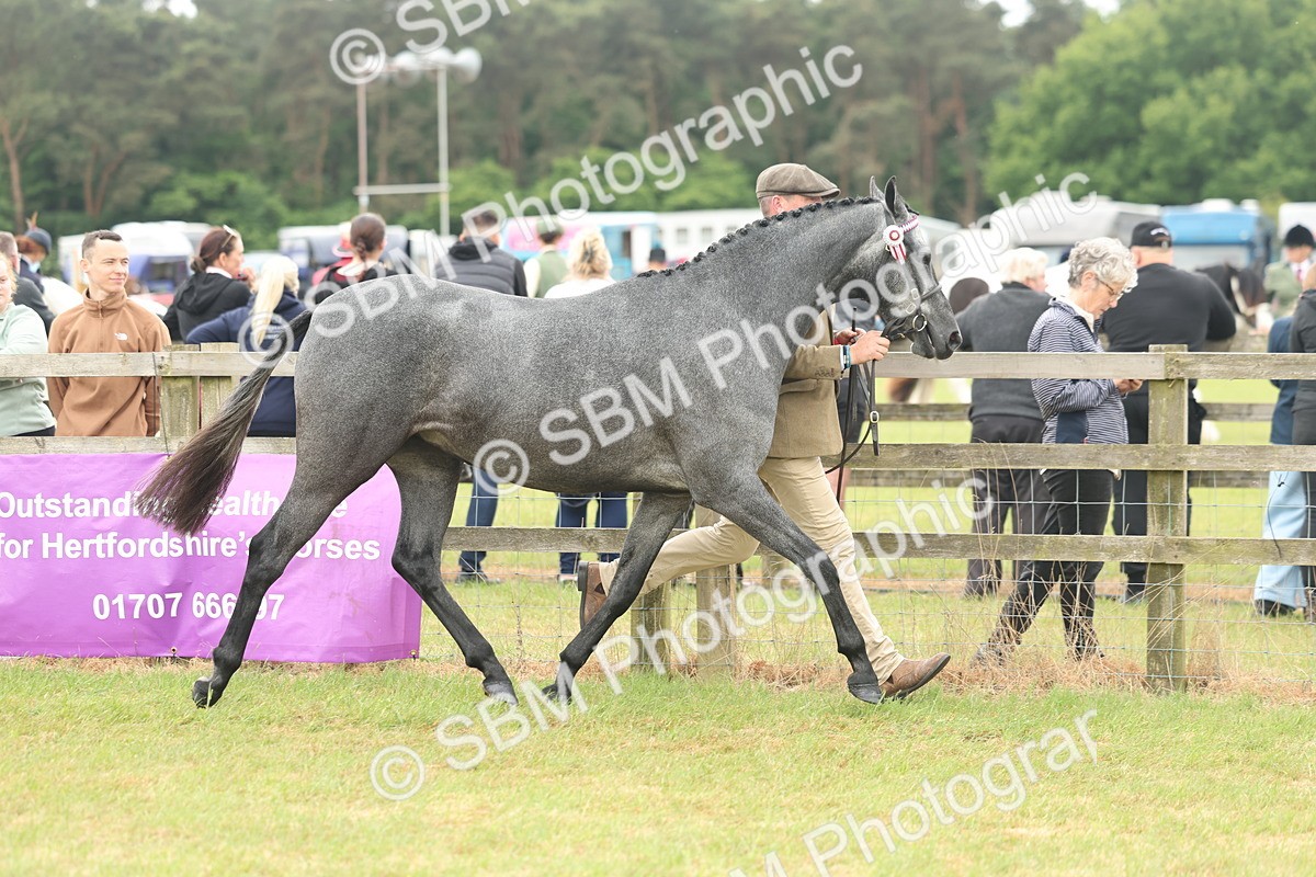 SBM_05505 - Class 68-73 - Riding Pony Breeding