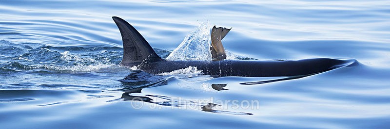  - Orca
