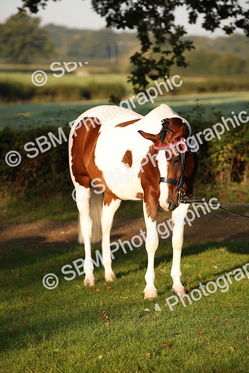 SBM_56911 - S49 - Riding Horse & Hack & Thoroughbred In Hand