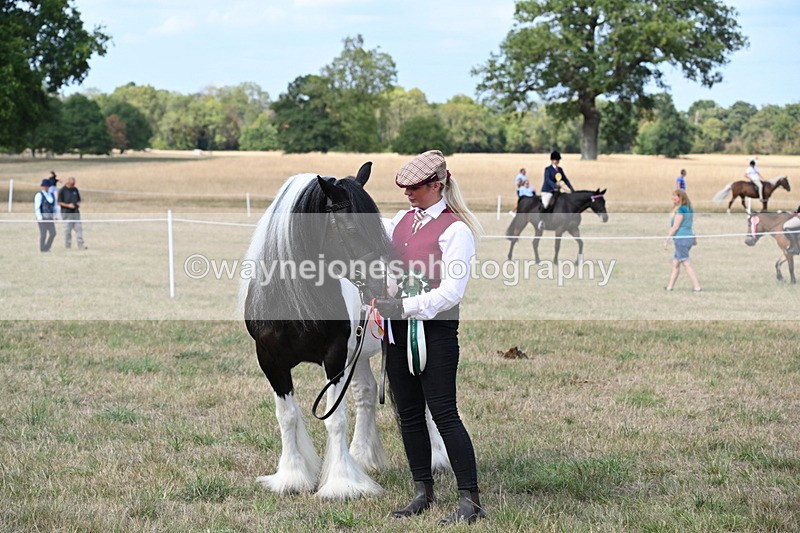 WJ6_6742 - Class 20 In-hand Cob