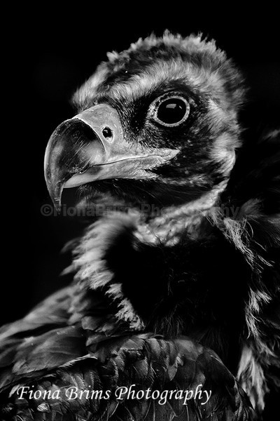 ICBP-57 - Birds of Prey
