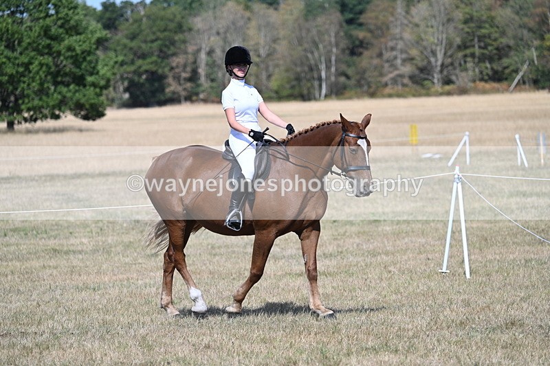 WJ7_1159 - Class 41 Prettiest Mare