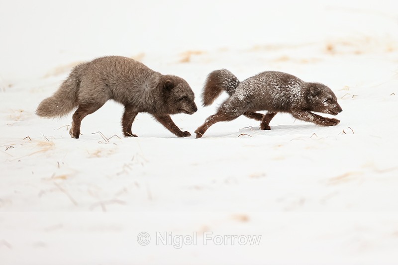 Male Arctic Fox approaches female, Hornstrandir, Iceland - Arctic Fox