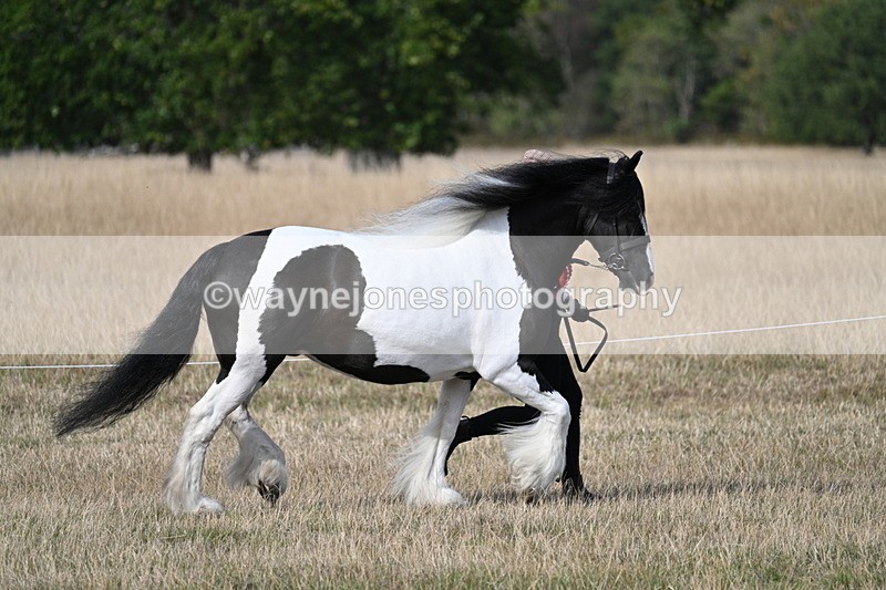 WJ7_8127 - In-hand Championship