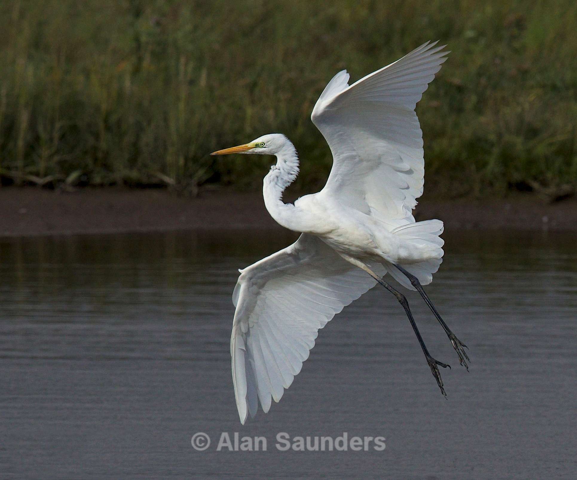 Great Egret 4