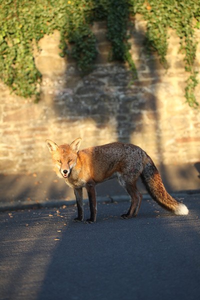 Urban Fox, Bristol _ UR086 - Urban Foxes, Bristol, Great Britain