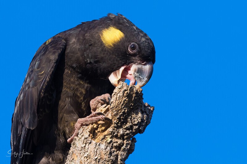 Yellow-tailed Black-cockatoo Female 5 0A3A9100 - Black Cockatoos