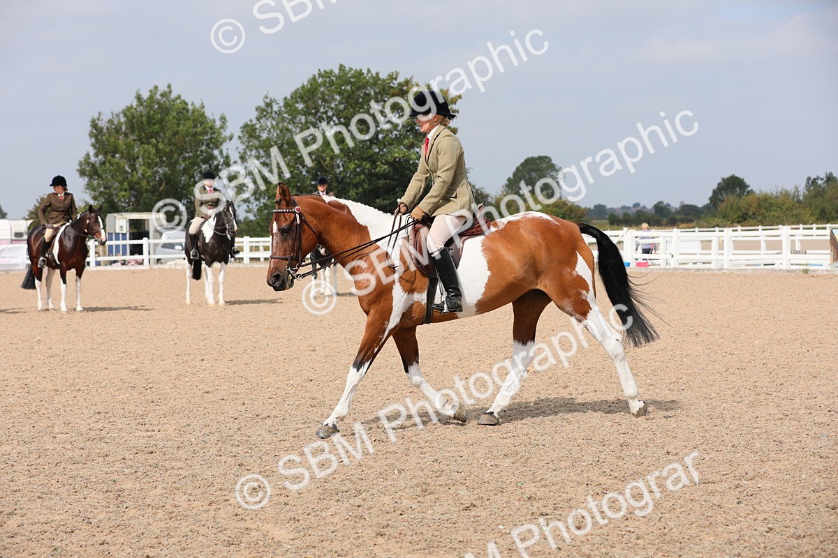 SBM_13418 - Class 308 Ridden Coloured Horse