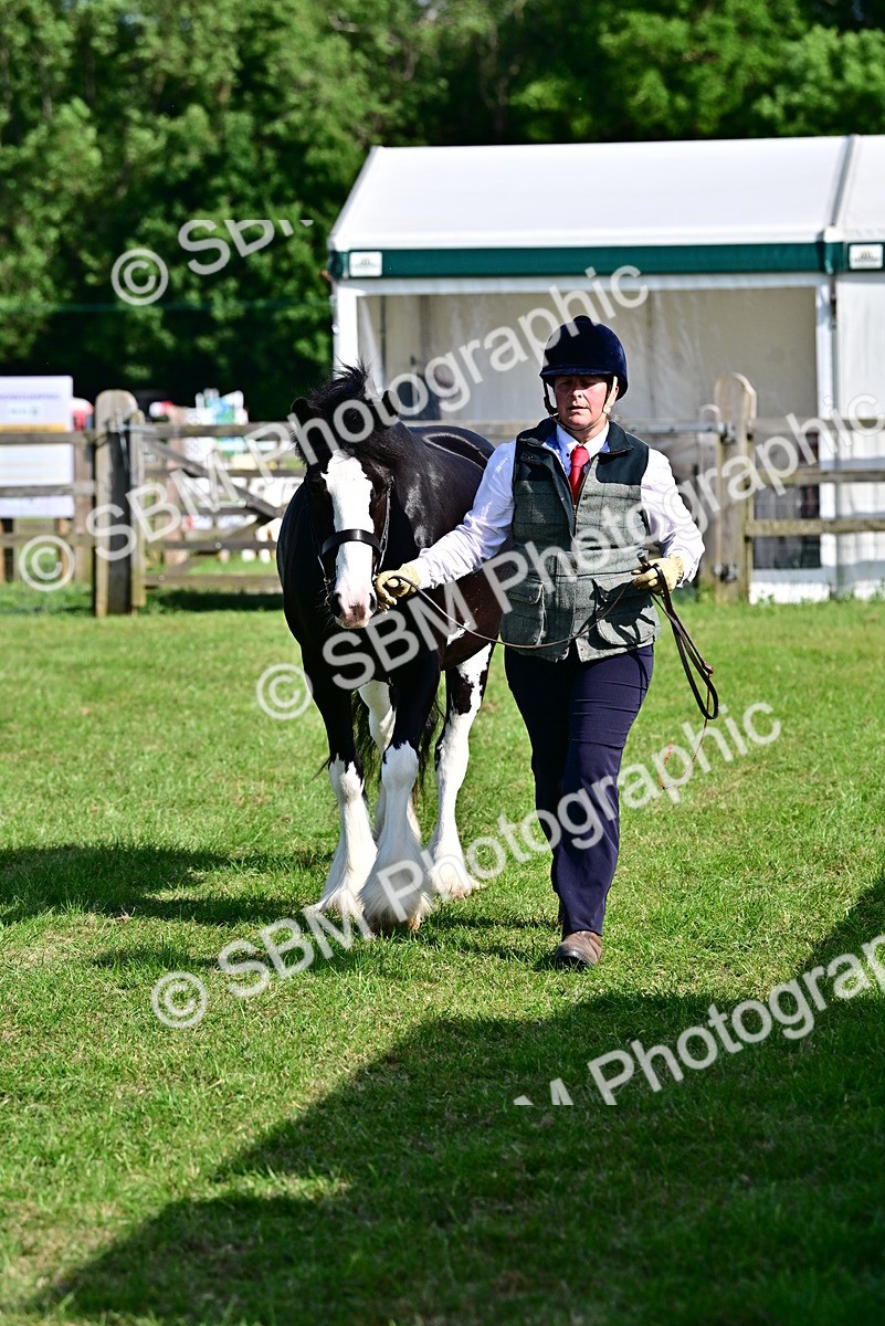 SBM_10080 - Class 63-65 - Traditional Gypsy Cobs In Hand & Ridden