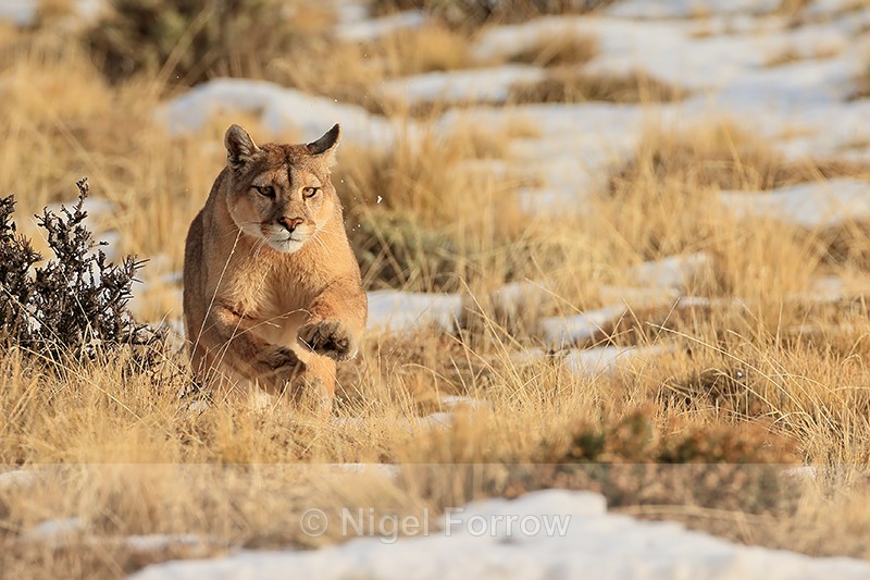 Female Puma Dania bounds forward, Torres del Paine, Chile - Puma