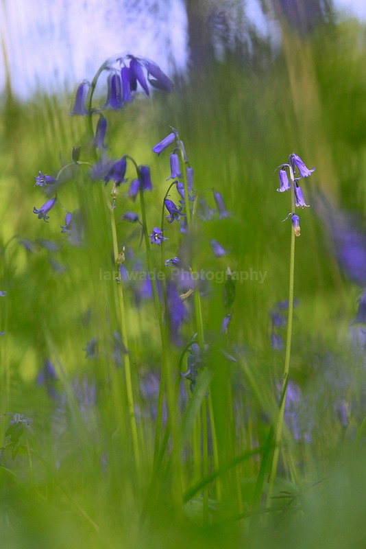  - Woodland scenes & flowers