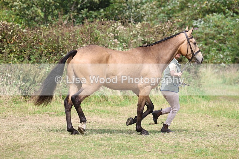 3E7A5497 - Class 20: Sports Horse In Hand