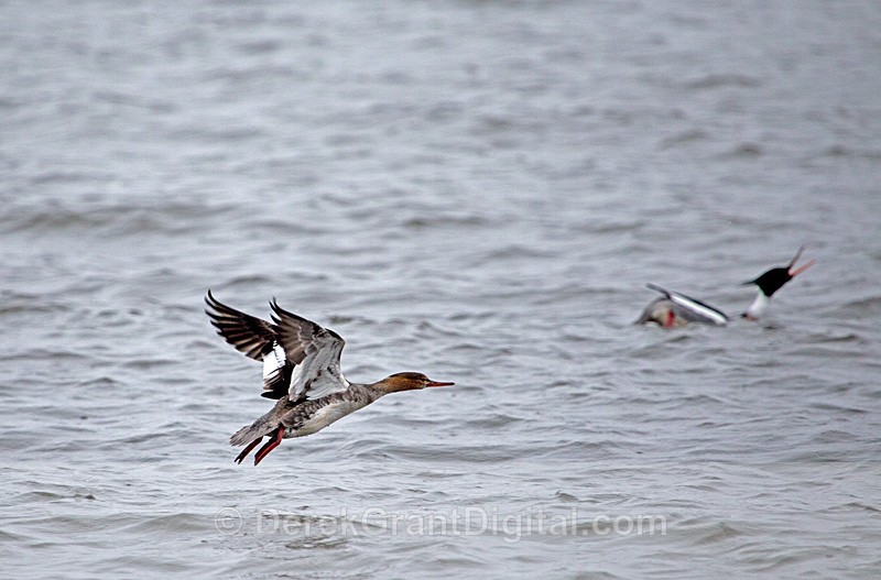 Common Mergansers