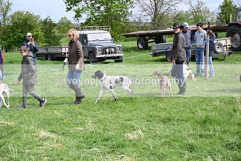 WJ6_8825 - Class 8 Best Working / Gun Dog or Bitch