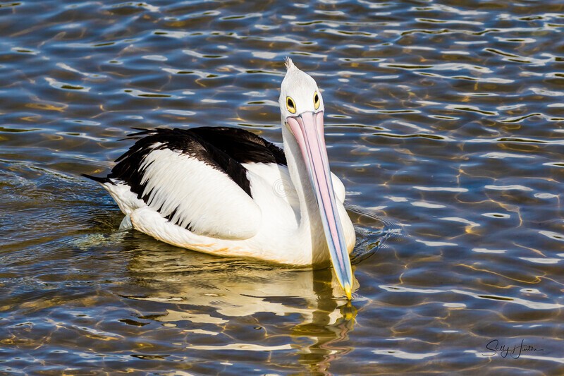 Single pelican on water 2. 0A3A6250 - Pelicans