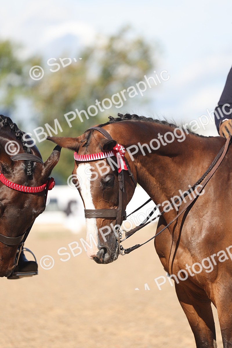 SBM_13092 - Class 305 - Ridden Foreign Breed Pure Bred