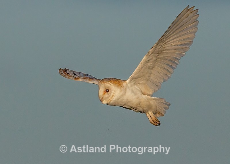 Astland Photography, Bird and Wildlife Images, Susan and Peter Wilson, U.K.