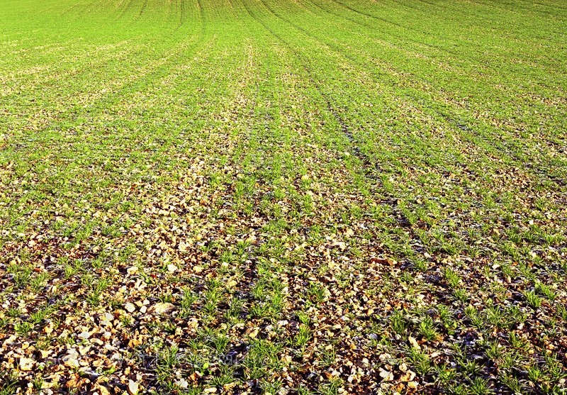 Lower Northend Farm II - A Rural Landscape