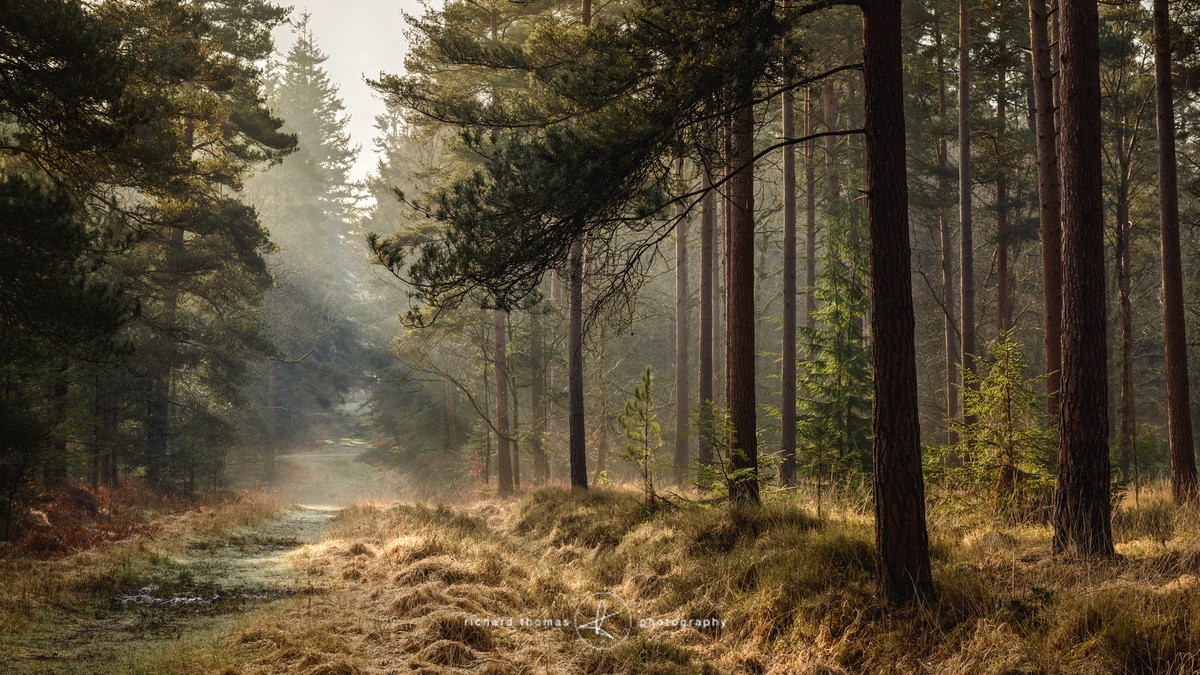 Breakthrough - Woodland