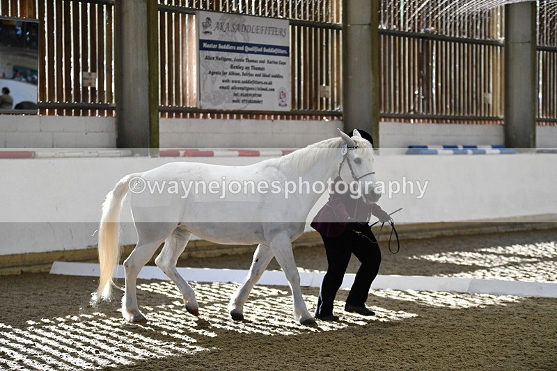 WJ5_3702 - Class 5 In Hand Veterans