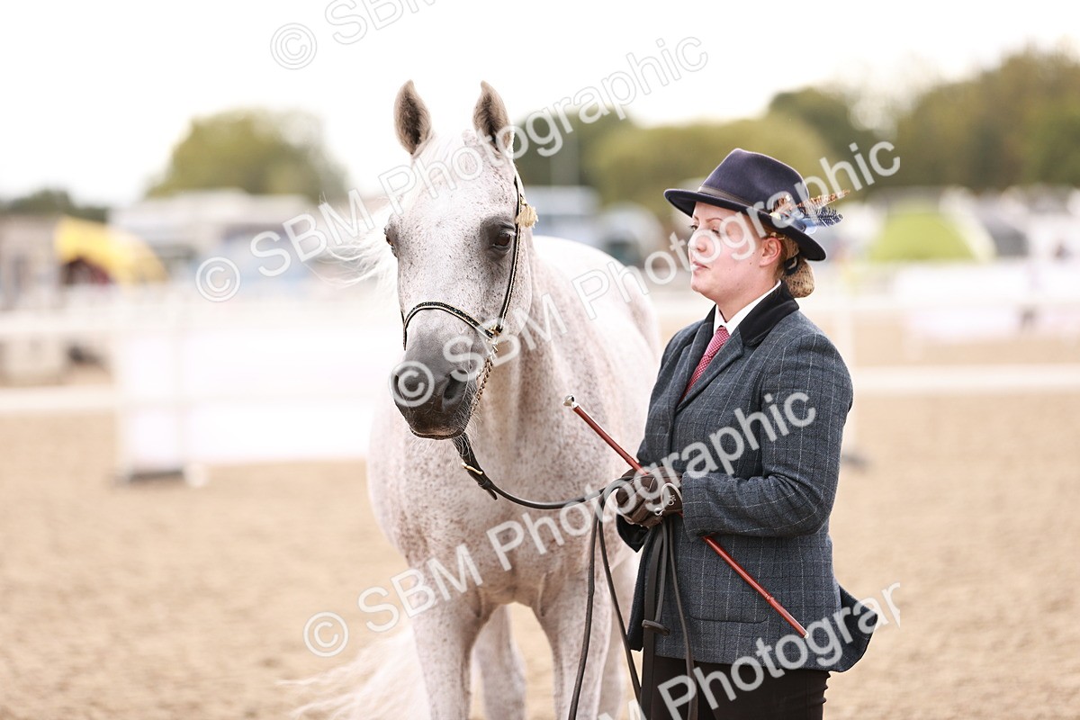 SBM_16238 - Class412 - Handsome Gelding (IH  or Ridden) Adult