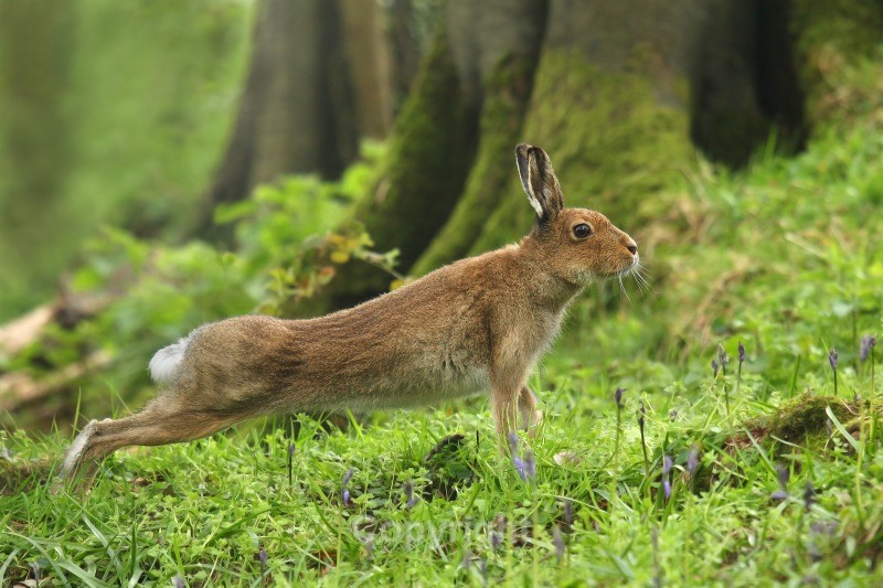  - Various Mammals
