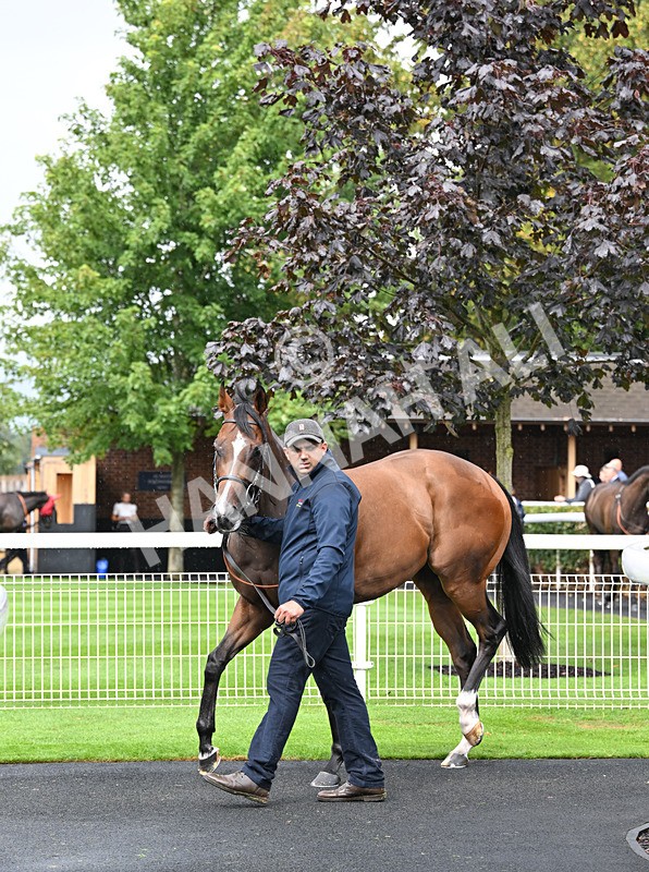 190826-036 Lexington Blitz - Race 1 13.50pm Hong Kong Jockey Club World Pool Handicap
