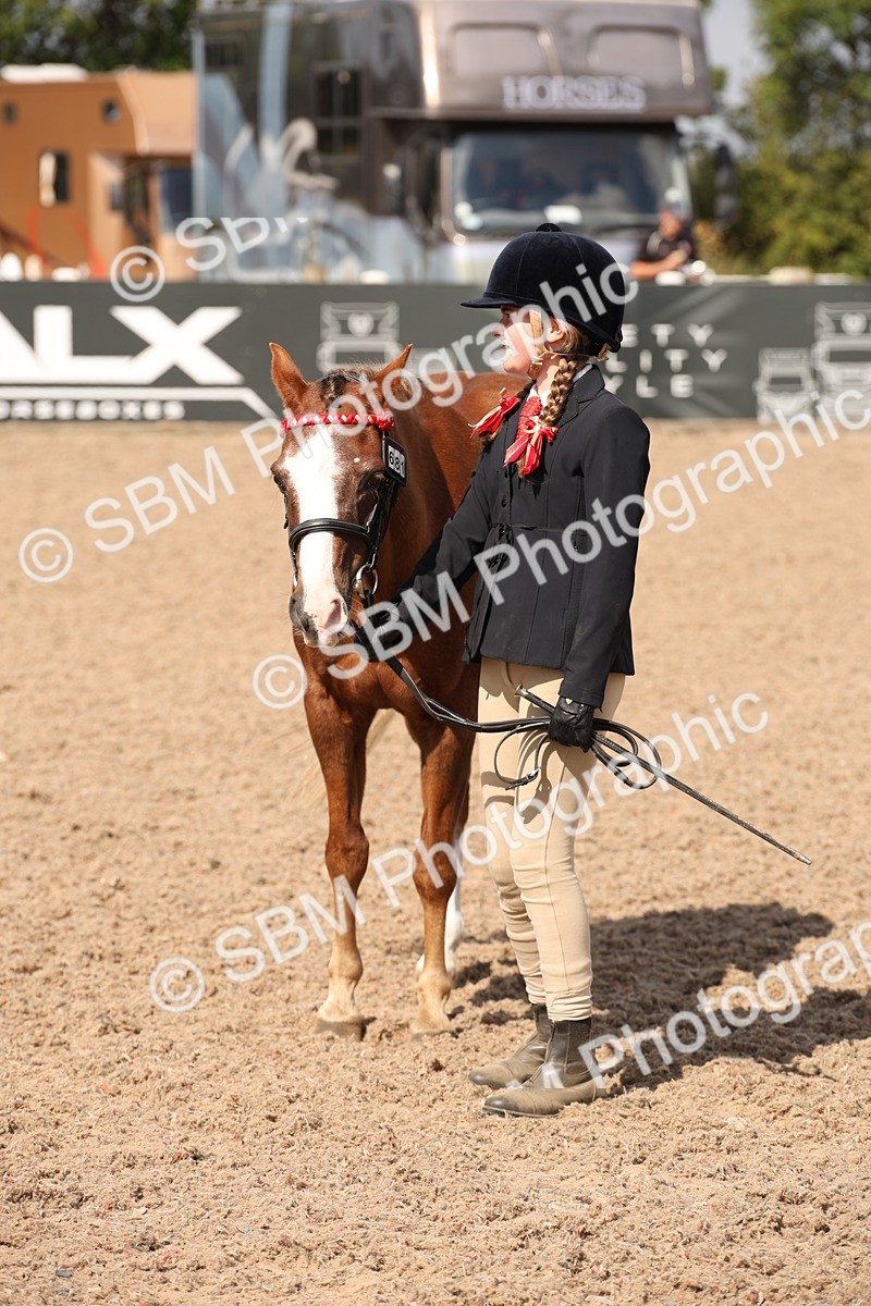SBM_03417 - Class 18 Handsomest Gelding (IH or Ridden)