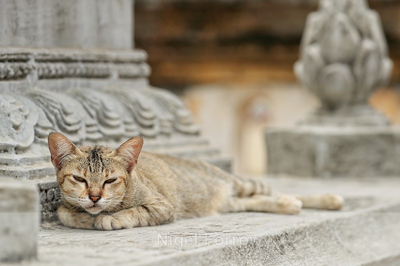 Sleepy Cat at Damrey Sor Pagoda, Battambang, Cambodia - Cambodia