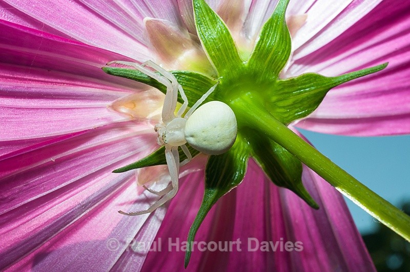  - Bugs: Spiders