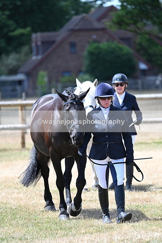 WJ7_2291 - Class 5a Most Handsome Gelding in hand (above 14.2hh)
