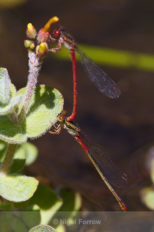 Mating pair of Small Red Damselflies on Brownsea Island - INSECTS
