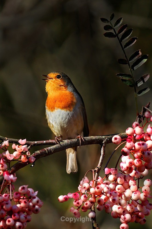 Singing Robin - Pictures for sale