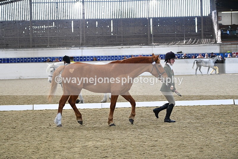 WJ5_4410 - Class 6 In hand M&M - Large Breeds