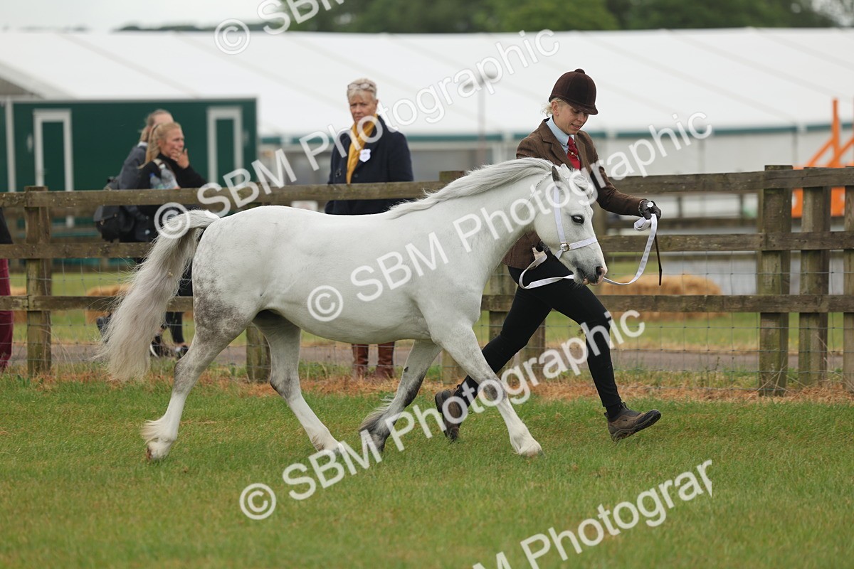 SBM_01496 - Class 50-57 - M&M Welsh Pony In Hand