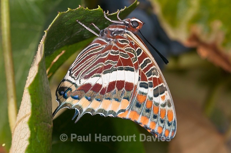  - Bugs: Butterflies