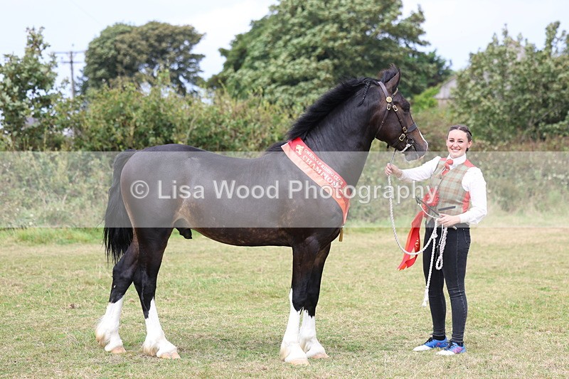 3E7A5741 - In Hand Championship