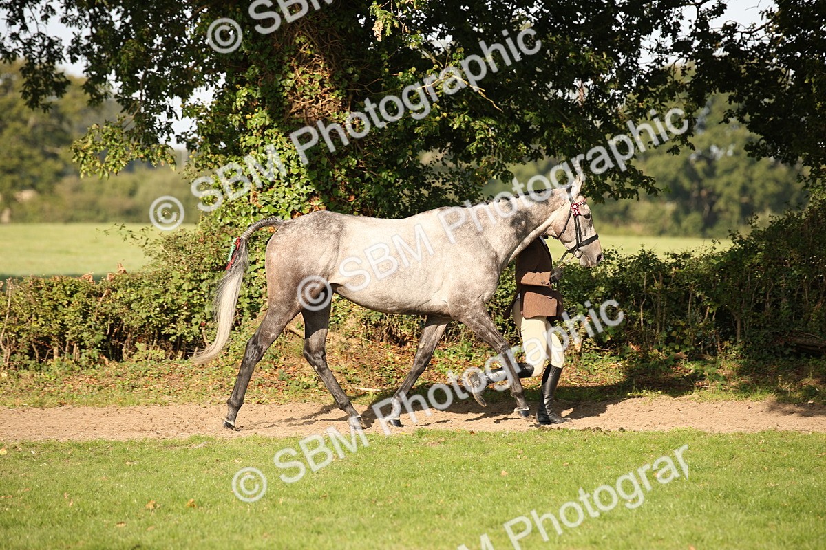 SBM_59338 - S52 - Other Coloured Horse In Hand