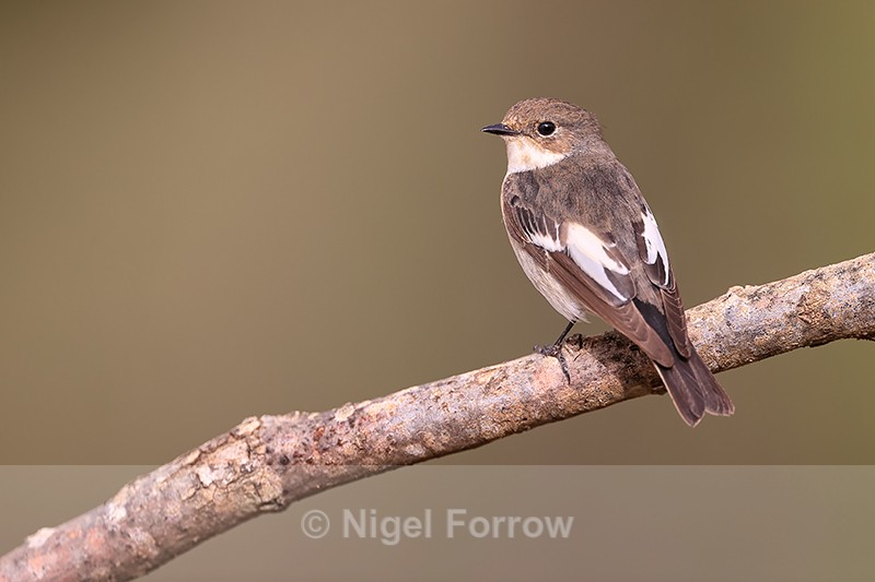 European Pied Flycatcher, Claret, Spain - European Pied Flycatcher