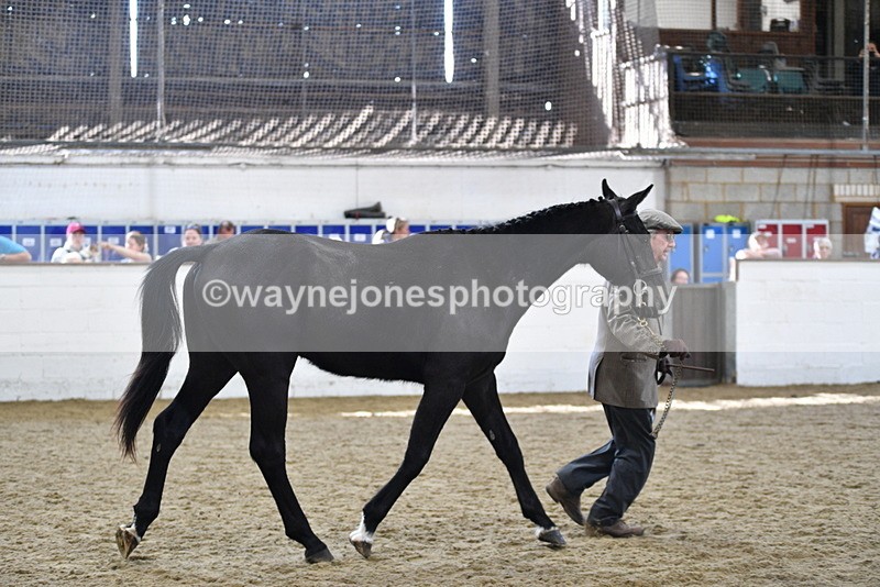 WJ5_4815 - Class 3 Part Bred In hand