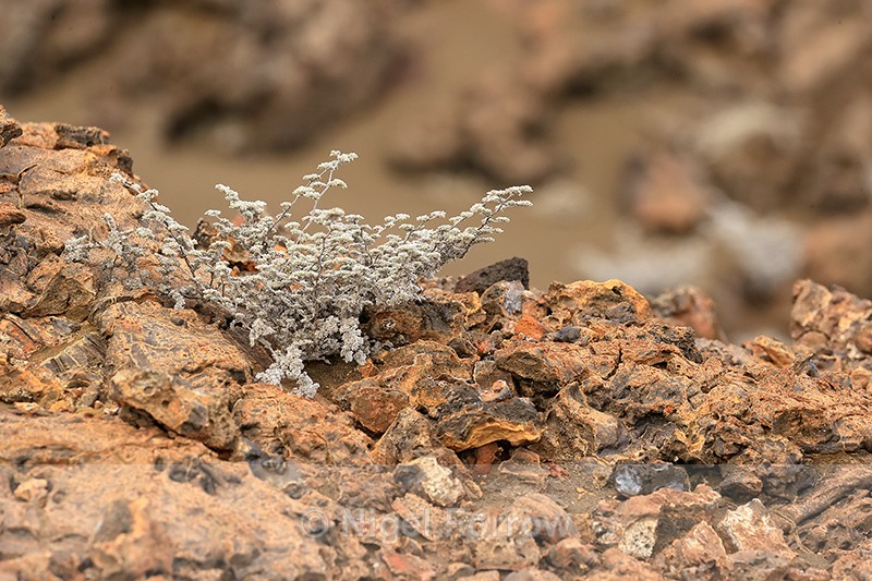 Grey Matplant Tiquilia nesiotica, Bartolome, Galapagos - PLANTS