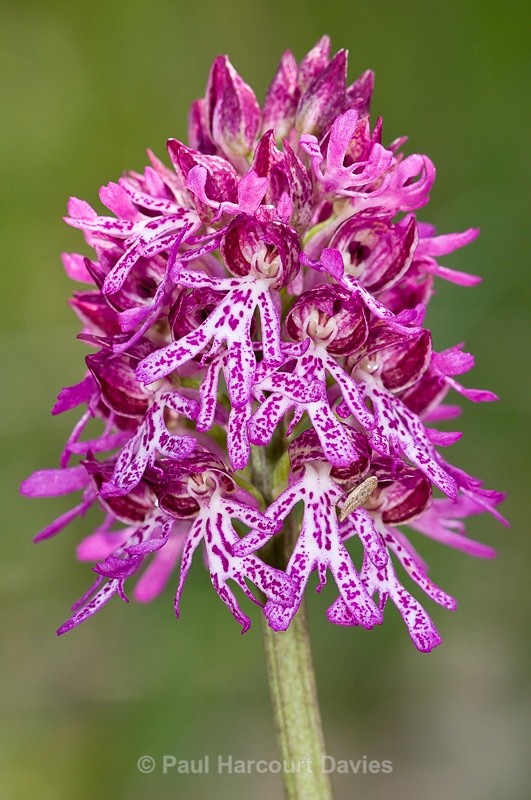  - Orchids - Orchis
