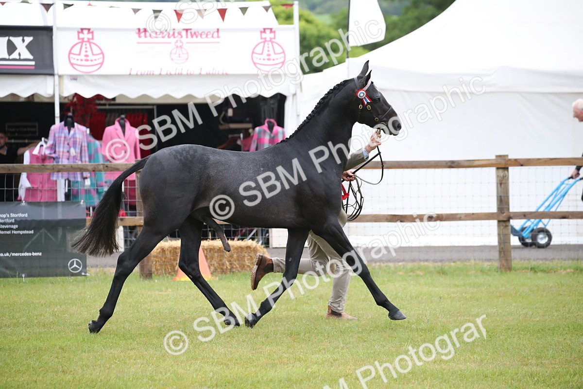 SBM_00212 - Class 17-20 - Arab & Part Bred - Anglo Arab In Hand