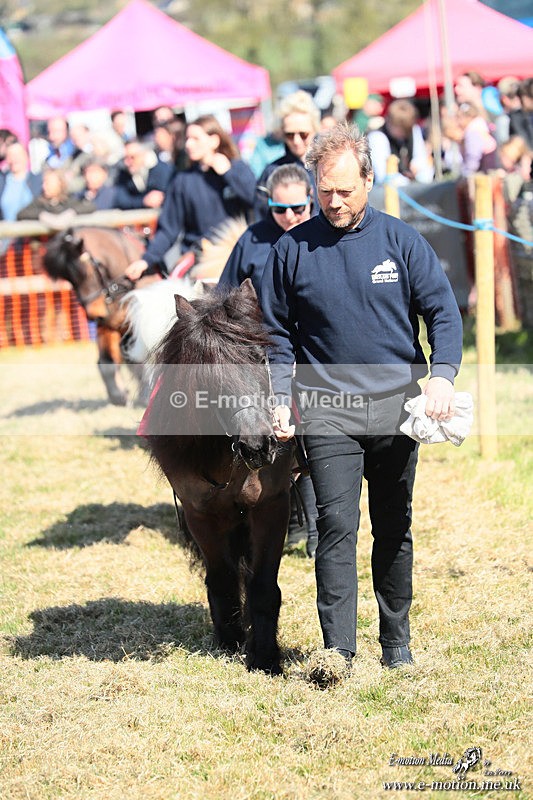 Shet 060426 34 - Shetland Pony Racing Paxford Races Easter Mon 06/04/26