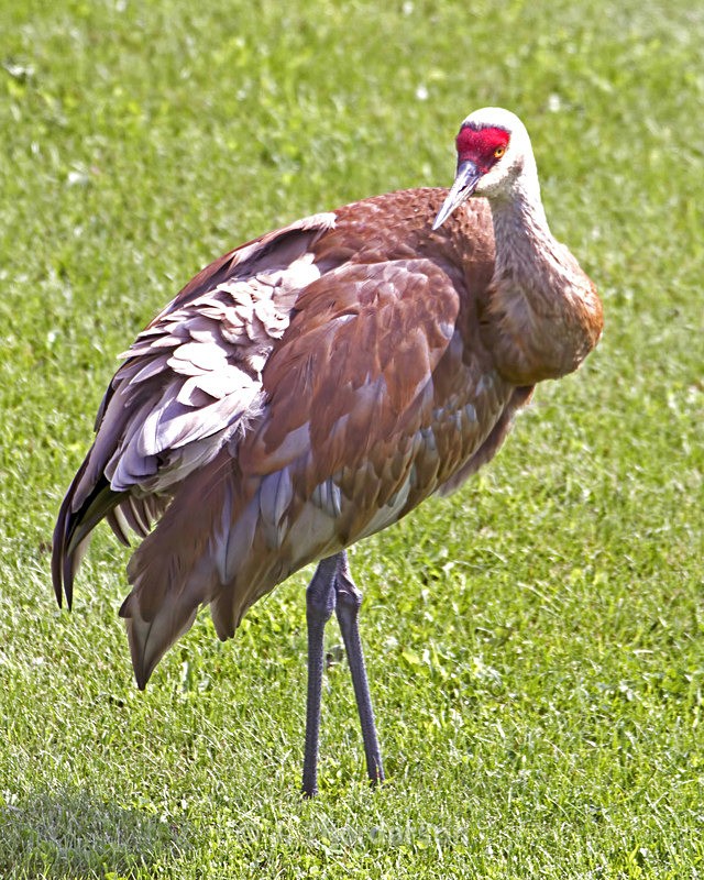  - Sandhill Cranes