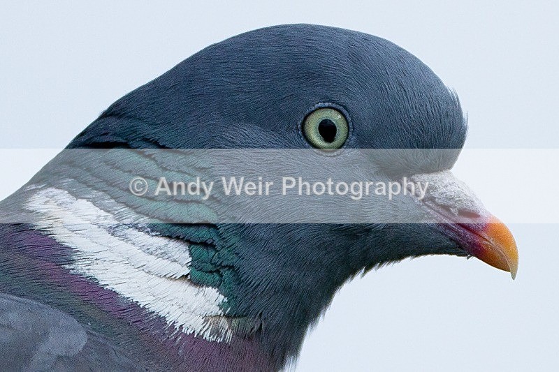 20120512-_MG_0147 - Pigeons & Doves