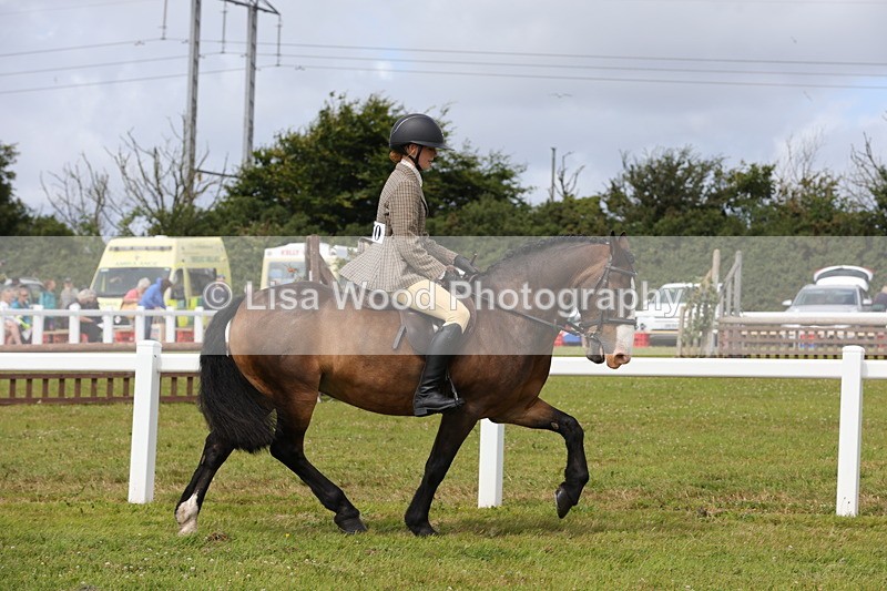 1X9A4078 - Class 32: Show Hunter Pony 153cm and under