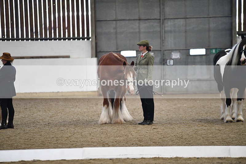 WJ5_5575 - Class 4 In hand M&M - small breeds