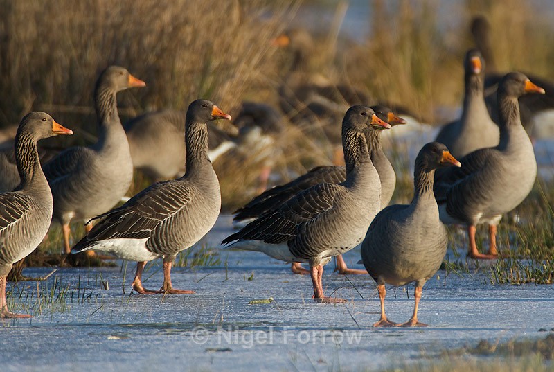 Greylag Geese walking on ice - Greylag Goose