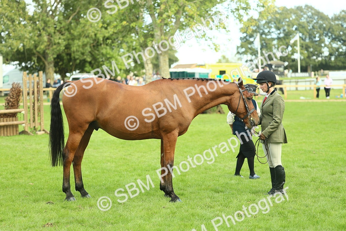 SBM_50753 - S33 - Working Hunter & Working Show Horse